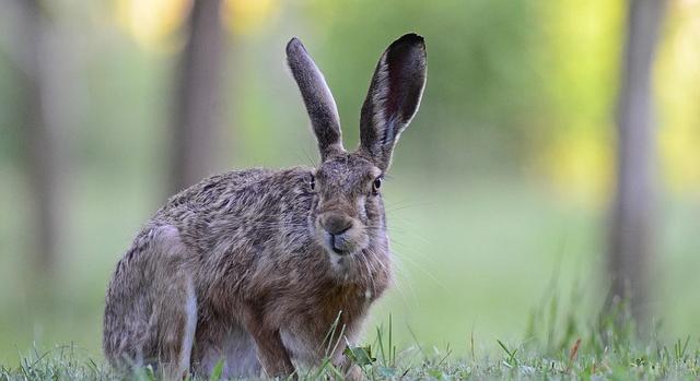 A mezeinyúl-állomány 80-90 százaléka elpusztulhat egy vírus miatt Békés vármegyében