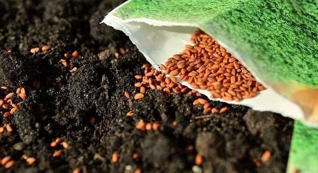 Vetőmag szövetség: növekedési pályán az ökológiai gazdálkodás