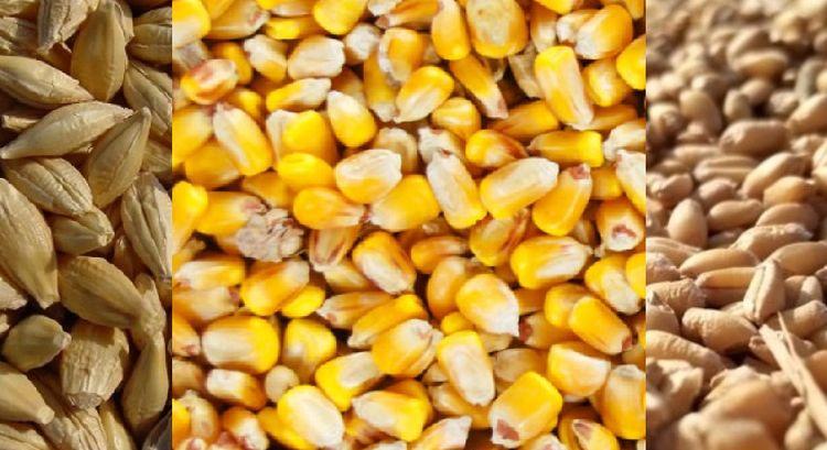 Figyelem, eladni! Lavinát indított a kukorica áresése
