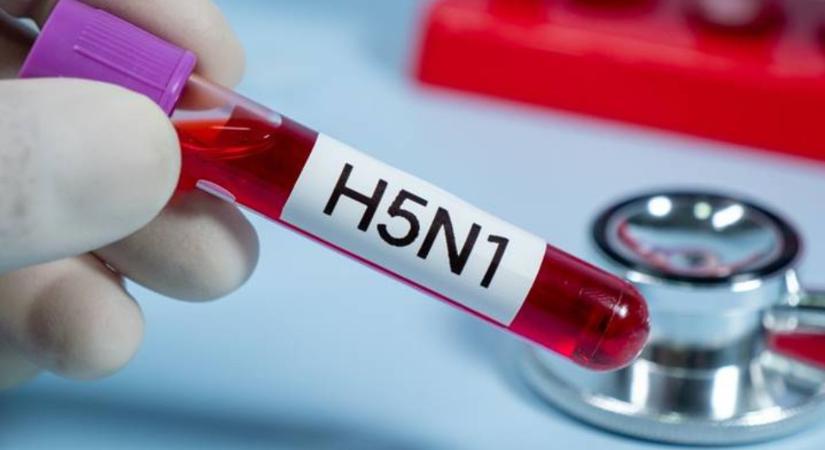 Madárinfluenza: a láz sem állítja meg?