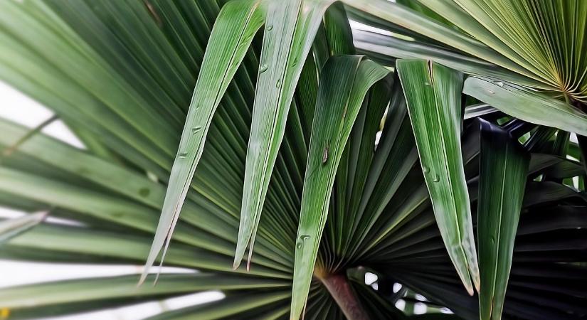 A télálló pálmák tényleg kibírják a fagyot a kertben?