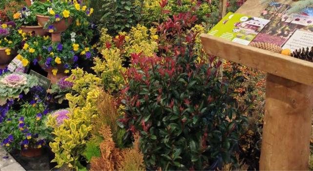 Adventi csodák országszerte – virágba boruló városok, retró hangulat és ünnepi koncertkavalkád