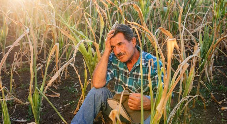 Most jóval kisebb a növénybiztosítások díjtámogatása