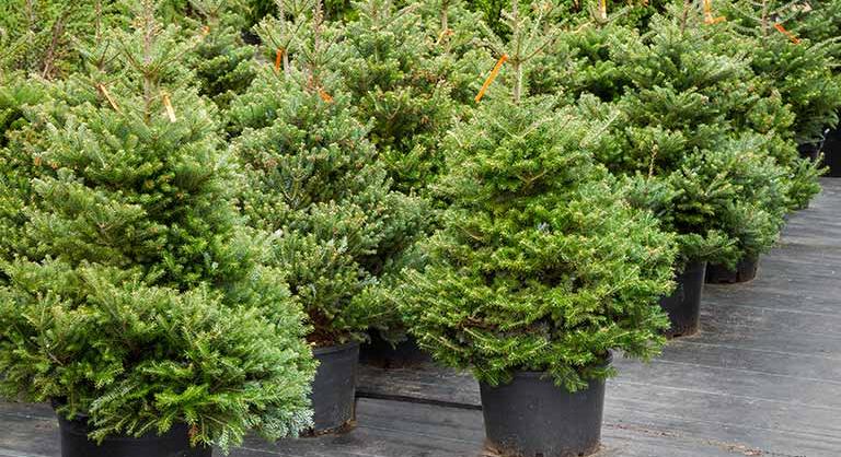 Mit ültessünk decemberben? – Télen sem áll meg az élet a kertben!