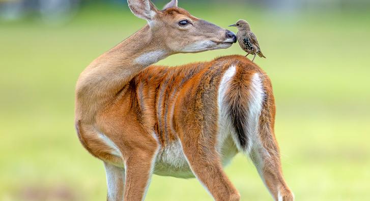 Meglepő barátság szövődött egy szarvas és egy madárka között