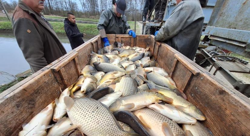 Dél-somogyi halból neccesen lesz karácsonyi halászlé