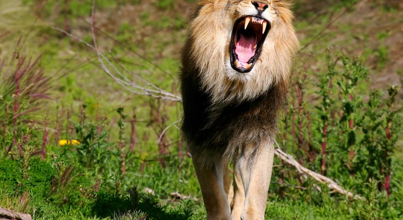 Új típusú oroszlánüvöltést fedeztek fel a tudósok (videó)