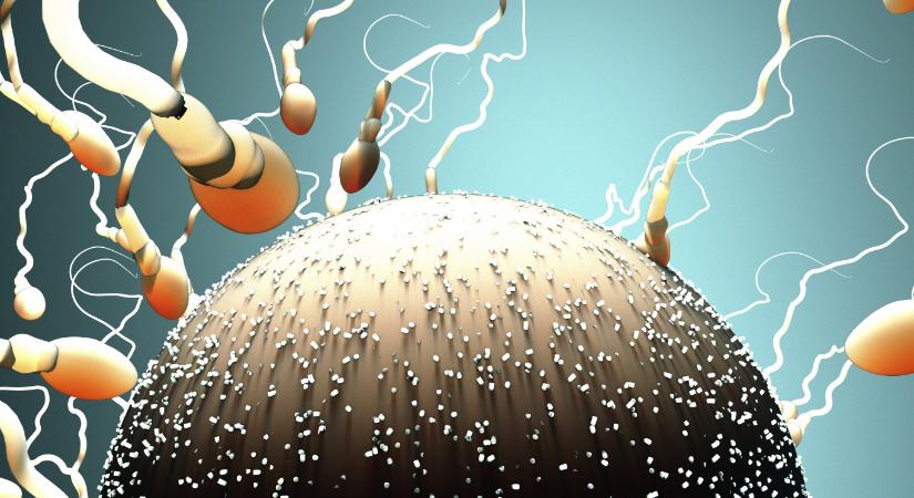 Nekiment a Magyar Katolikus Püspöki Konferencia a petesejt-adományozásról szóló fideszes javaslatnak