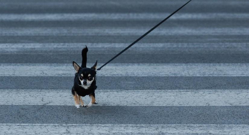 A fideszes Somogyszentpál is bevezeti az ebadót