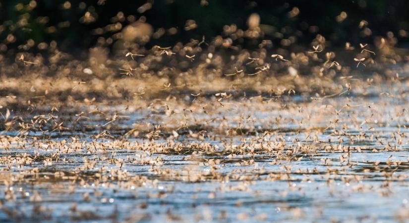 Különleges rovarról tettek meglepő felfedezést magyar kutatók