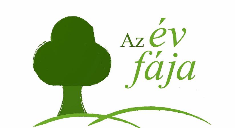 A kecskefűz lett az év fája