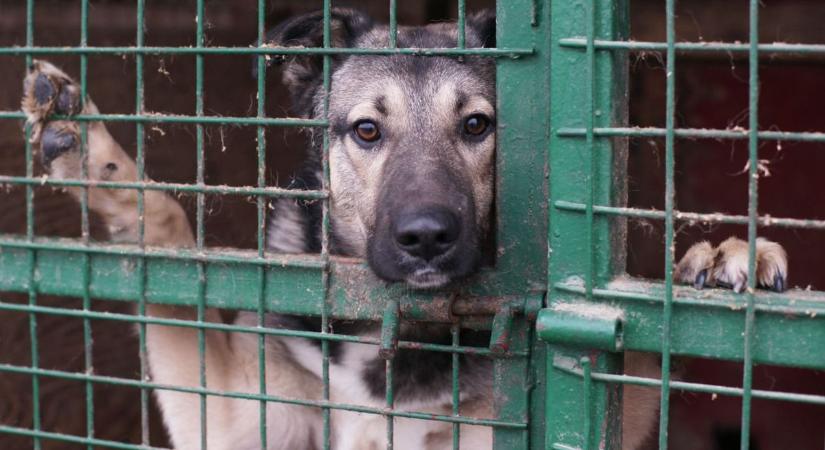Biztonság, gondoskodás, gazdásítás – így segít Heves a kóbor kutyákon