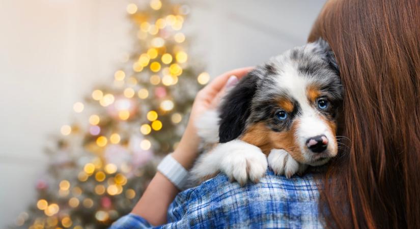 Döbbenetes: Tényleg érzik a kutyák, ha valaki csak színleli a boldogságot?