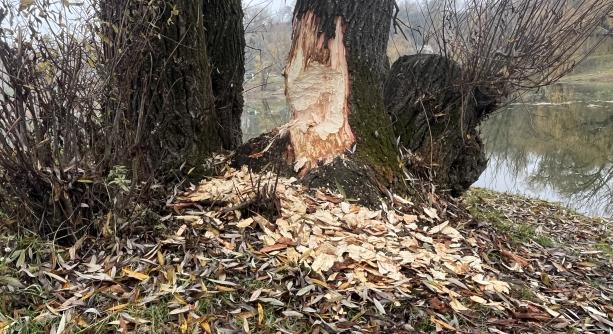 Van megoldás a hódok okozta károk ellen