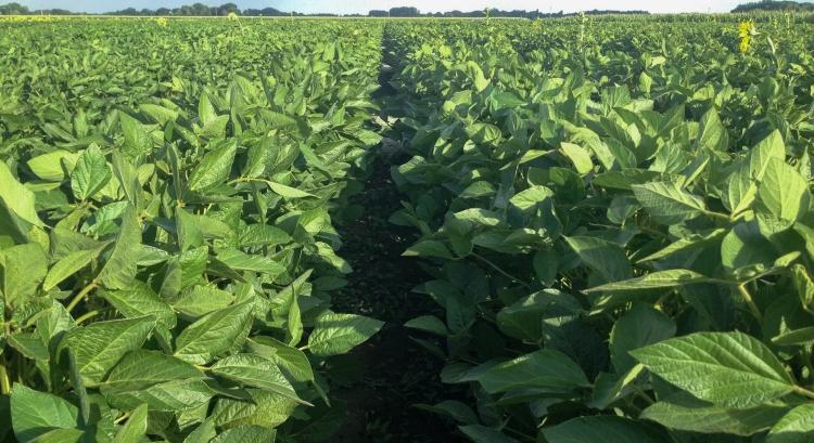 Bővül a közkedvelt korai szóják szegmense