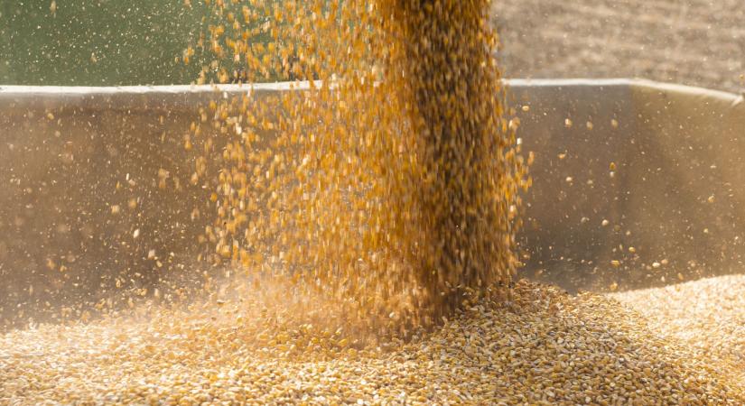 Már a toxinos kukoricától sem kell megszabadulni: erre lehet használni