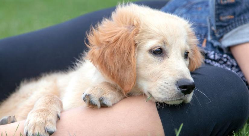 Állatbarátok figyelem! Két alkalommal is együtt ünnepelhetünk a Tappancs Állatvédő Alapítvány védenceivel