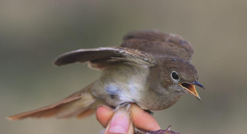 Mikulás napján gyűrűzik a madarakat