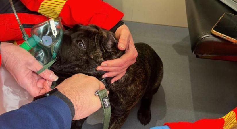 Lángoló házból mentettek ki egy kutyát – Oxigénre is szüksége volt
