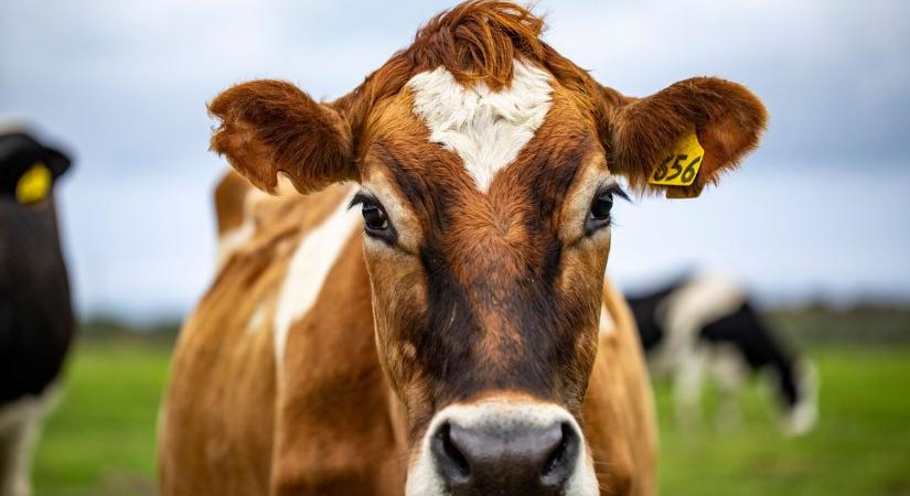 Nagy fellégzés: folyamatos csapás érte az állattartókat, mégis jó hír ékezett