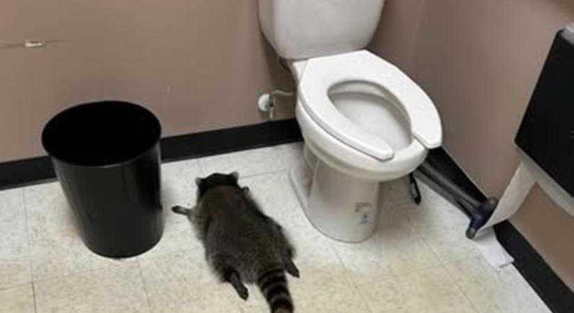 Csontrészeg mosómedvét vett őrizetbe a betöréshez riasztott rendőr egy amerikai üzletben