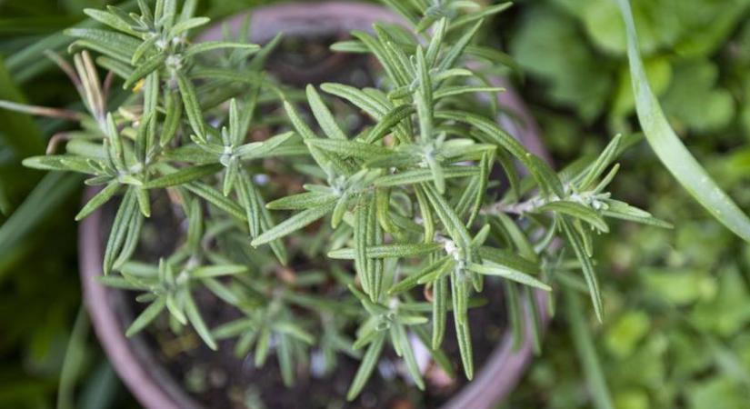 Szerinted rozmaring vagy majoránna van a képen? 6 kérdés, amire nem mindenki tudja a választ