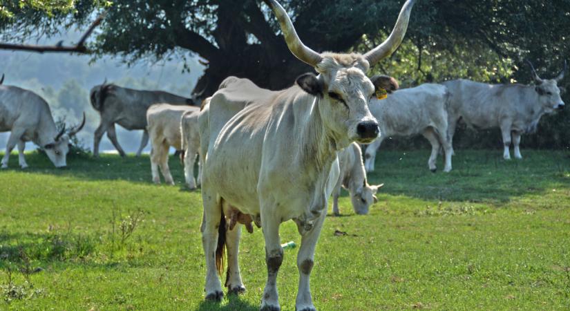 Nem akármilyen fejlesztés indul Magyarországon: 2026 végéig tart