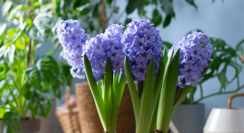 A jácint illata és színe: a remény üzenete