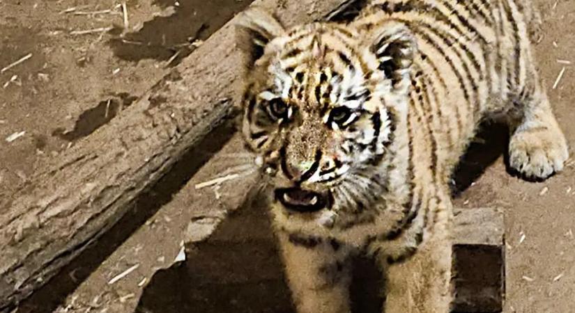 Drog és tigriskölyök: lecsapott a rendőrség Tiszafüreden - Videó