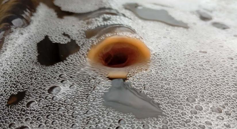 Lenyűgöző, mi került a bakonyi robbantott tóba, alig kaptunk levegőt a látványtól (helyszíni fotók)