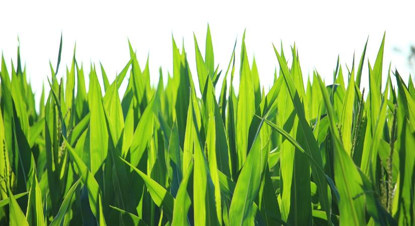 YIELD SHIELD – a zsákba zárt technológia