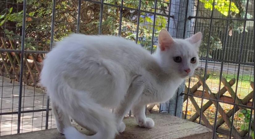 A macskákat is segítheted a Rex karácsonyi jótékonysági programjain