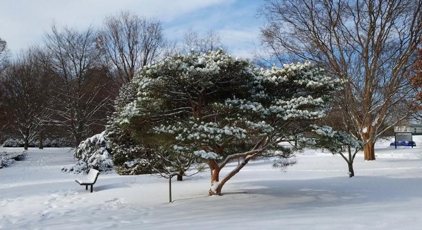 Japán erdeifenyők – a kert vöröskérgű legendái