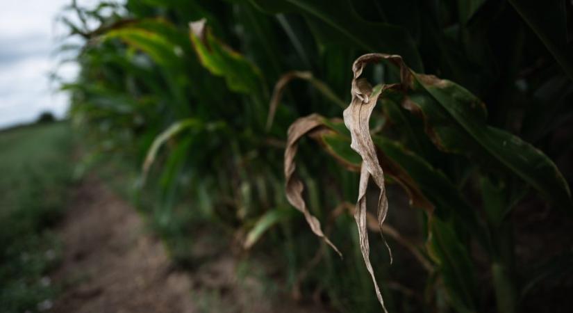 Szűkült a mezőgazdasági termelés mennyisége, a növénytermesztésben jelentős visszaesés volt