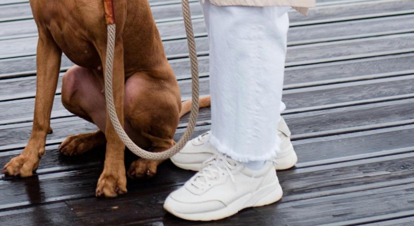 Egy somogyi település pár héten belül bevezeti az ebadót