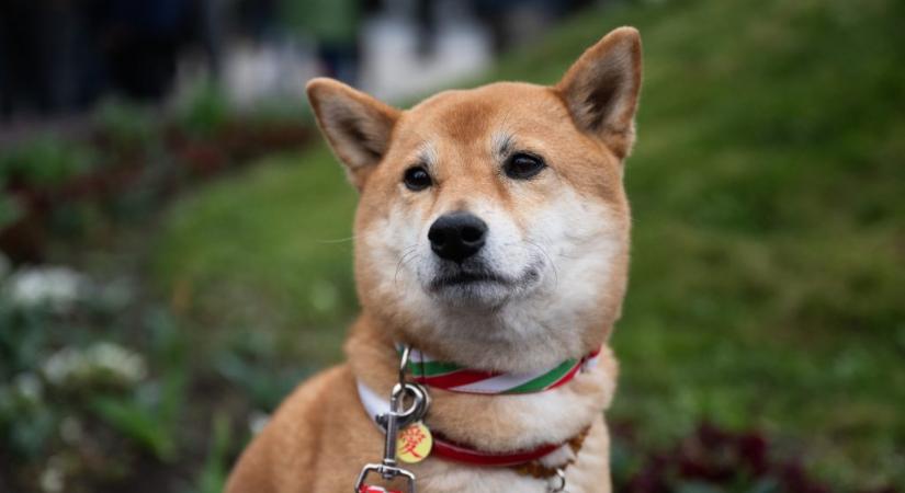 Egy fideszes somogyi település is bevezeti az ebadót