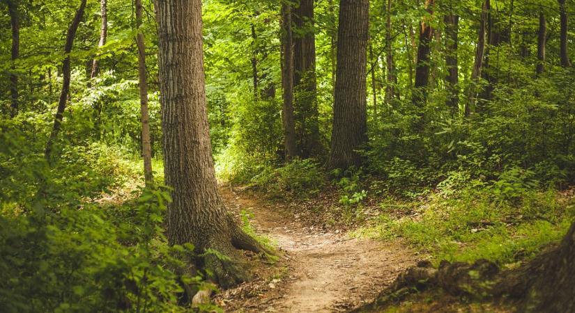 Így tartható meg a víz az erdőkben – szakmai útmutató segíti a gazdálkodókat