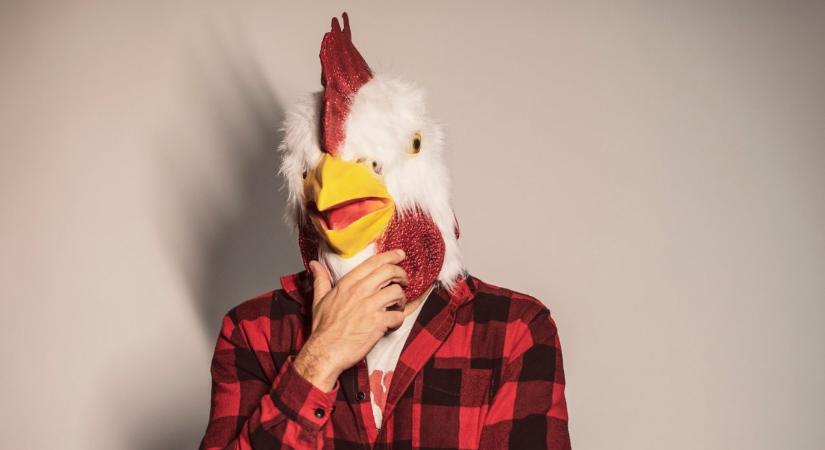 Egy kutató 4 millió eurót kapott az EU-tól, hogy megválaszolja a kérdést: mit gondolnak a csirkék?