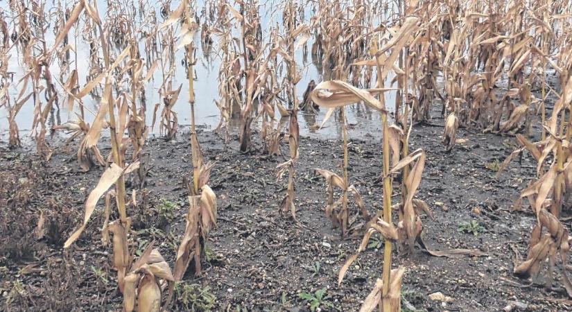 Kedvező az időjárás a repcének és az őszi kalászosoknak