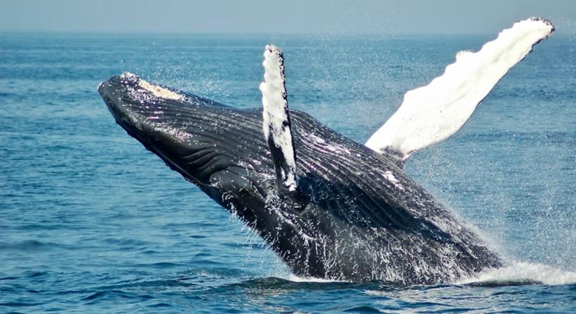 Mi tartja össze a tengeri világot? – Egy meglepően fontos szereplő: a bálna-pisi