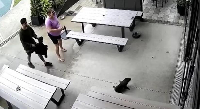 Fókafióka sétált be egy új-zélandi kocsmába – videó