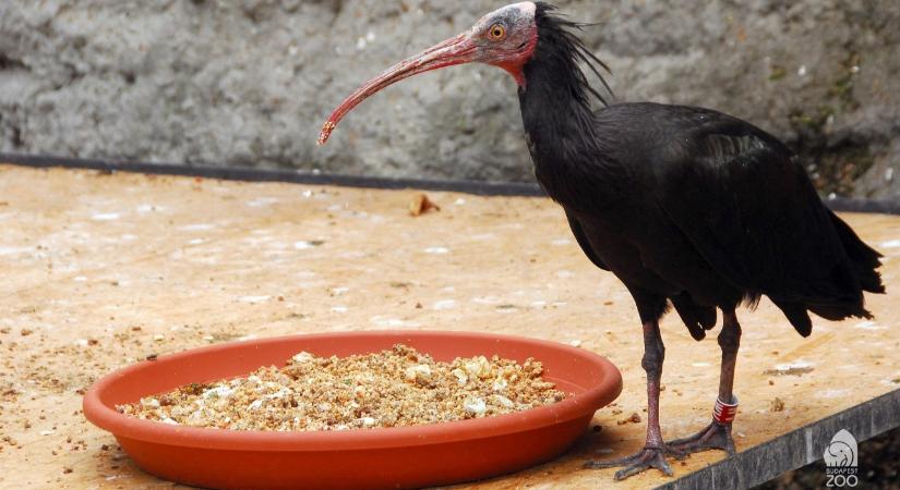 Különleges állatra bukkantak Budán, nagyon szeretnék befogni – képek