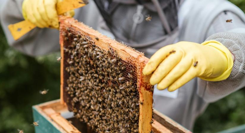 Már csak ez hiányzott: Európa felé terjed a veszélyes atka