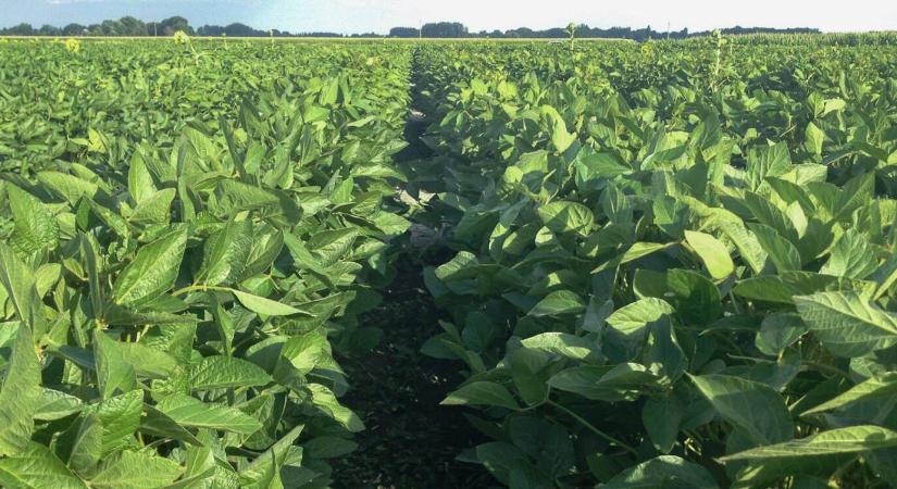 A legjobb, amit adhatunk: új korai érésű szója a porondon