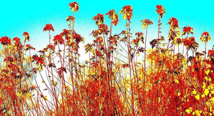 Levelek téli ragyogásban!