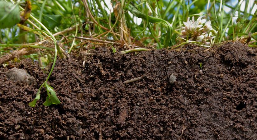 A mesterséges intelligencia és a természet szövetsége a növénytermesztésben