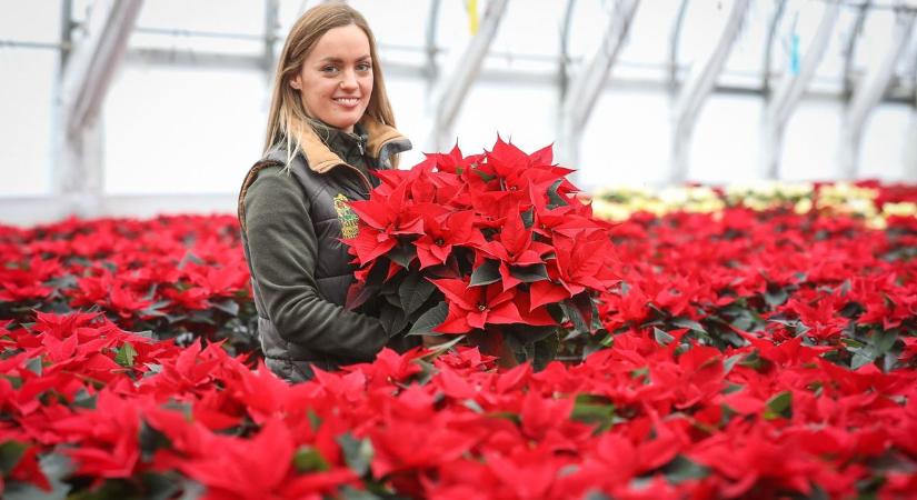 Szakértőt kérdeztünk: így lesz karácsonykor is szép a mikulásvirág!