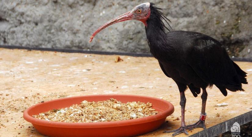 Ritka állat szökött meg a a Fővárosi Állatkertből, nagy erőkkel keresik