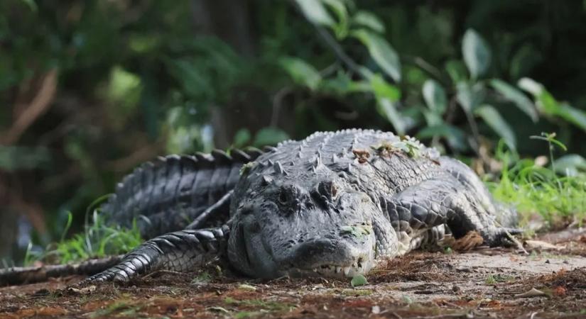 Ez az aligátor senkinek sem adott elsőbbséget – videó