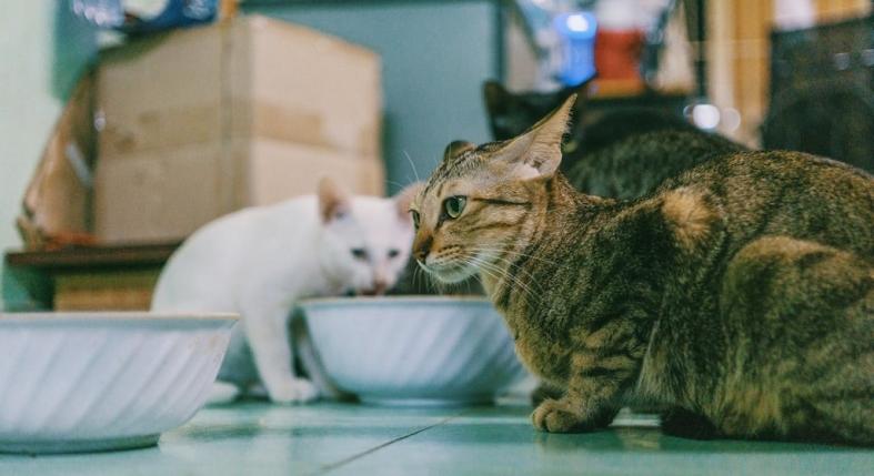 Mi alapján válasszunk az állateledelek közül?